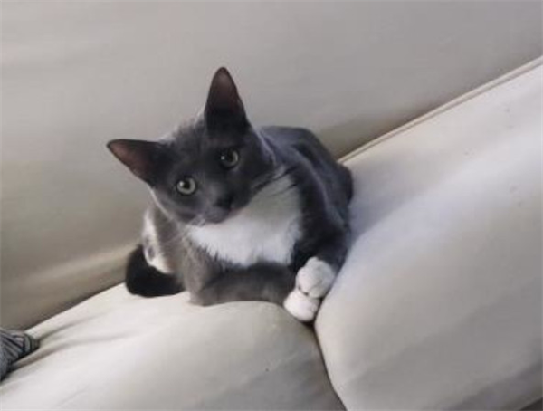 /Images/uploads/Cat Welfare Association/CatWelfare/entries/33900thumb.jpg